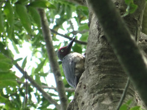 Ashy woodpecker