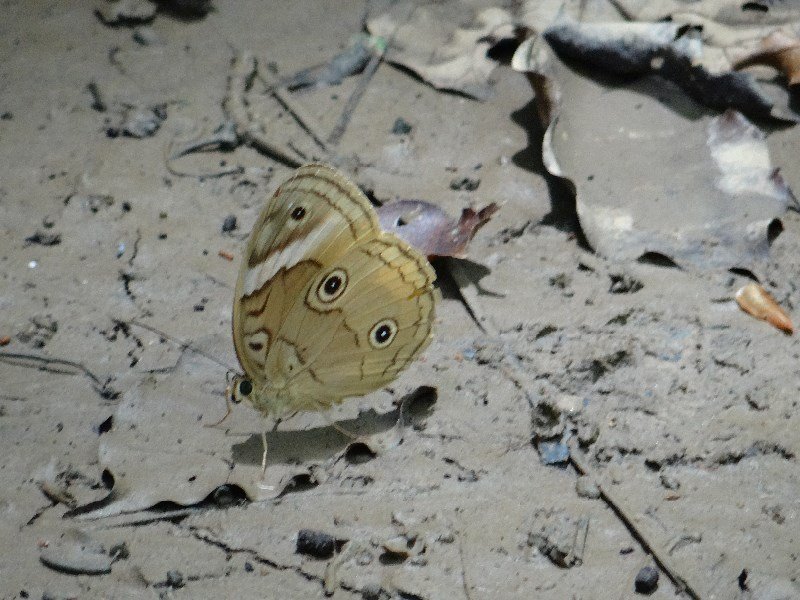 We saw several butterfly species in Bantimurung...