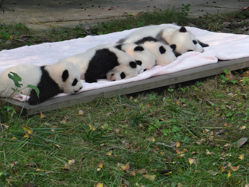 Panda cubs