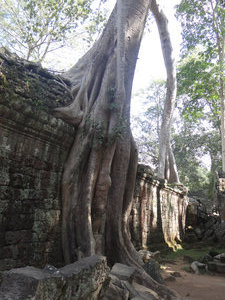 Ta Prohm