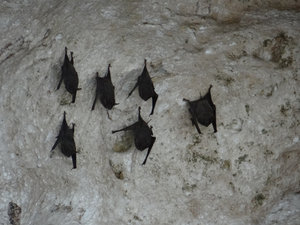 Bats in Tabon cave
