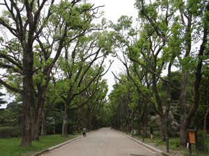 Camphor trees (Botanical garden, Kyoto)