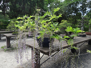 Bonsai tree (Botanical garden, Kyoto)