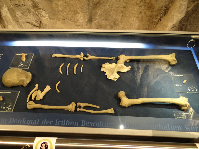 Skeleton of Neanderthal