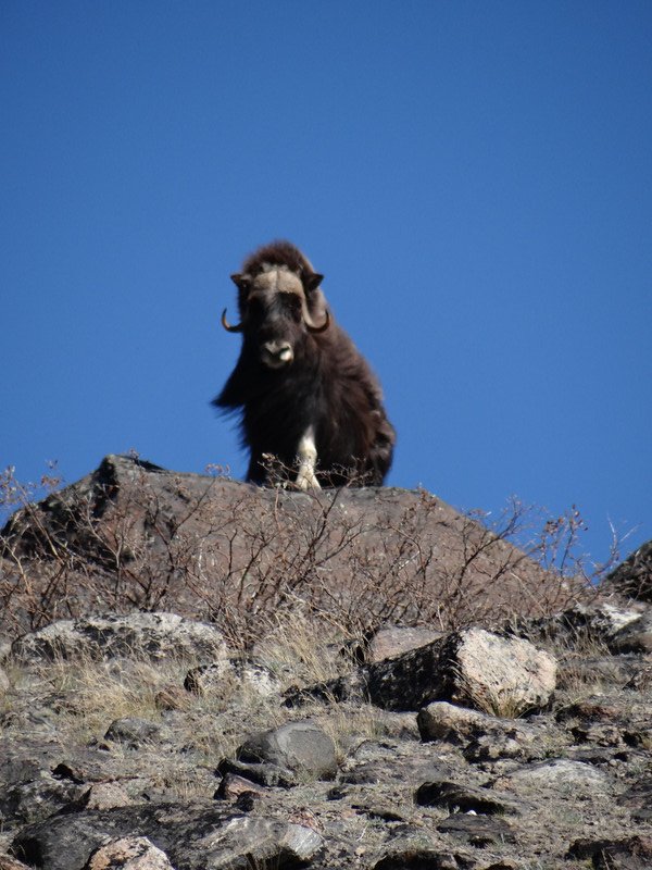 Male muskox, icon of the tundra.