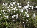 Scheuzer's cottongrass (Eriophorum scheuzeri)