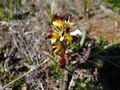 Redtipped lousewort (Pedicularis flammea)