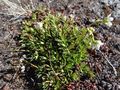 Sandwort (Arenaria pseudofrigida)