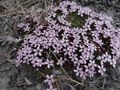 Purple saxifrage (Saxifraga oppositifolia)?
