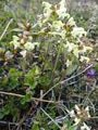 Hairy lousewort (Pedicularis hirsuta)