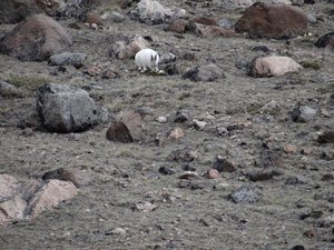 Arctic hare nibbling white mountain-avens