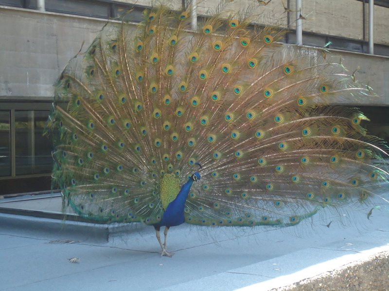 Beautiful peacock at the garden