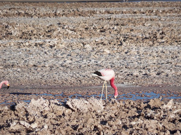 Flamingo in Atacama Salt Flat