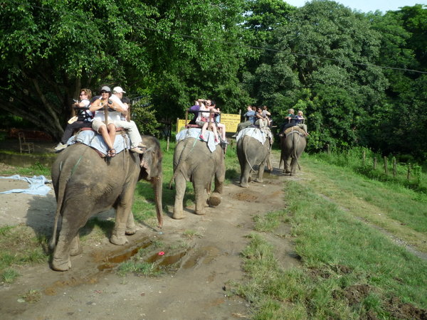 Elephant Safari 1