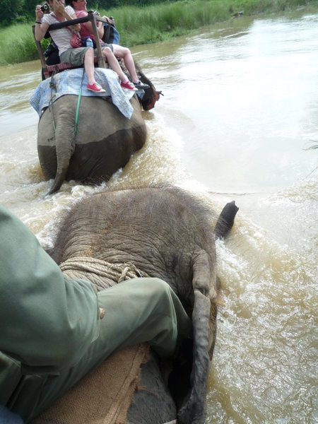 Elephant Safari 3