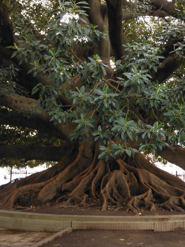 Gomero Tree