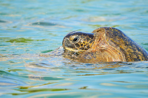 Galapagos - Black Turtle Cove 