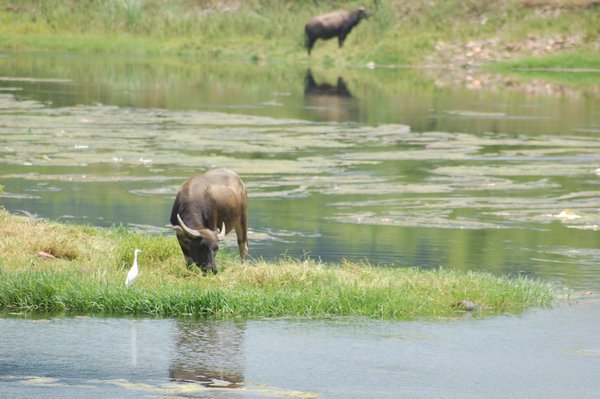 Water buffelo