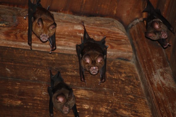 mind the bats