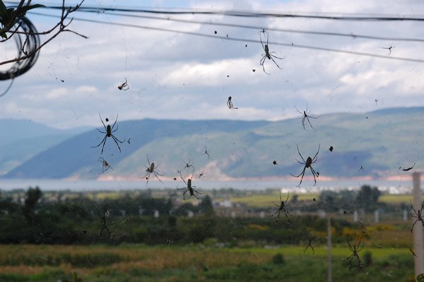 curtains of spiders