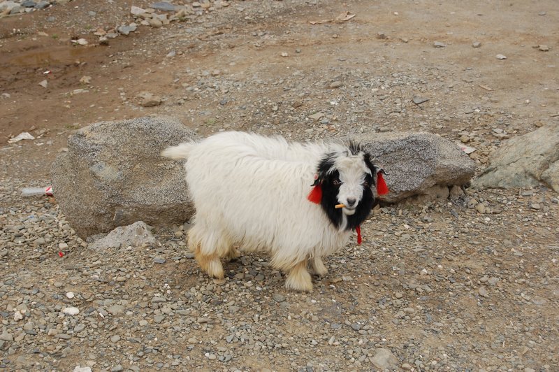 Nobody has ever told this goat that smoking is dangerous
