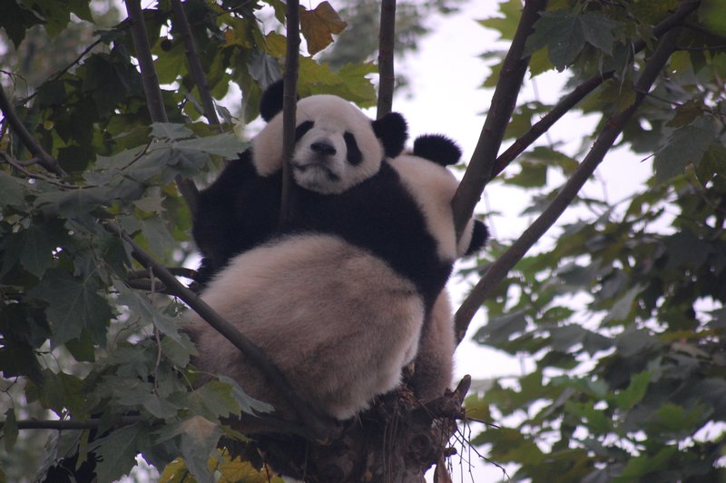 how many pandas can you fit in one tree?