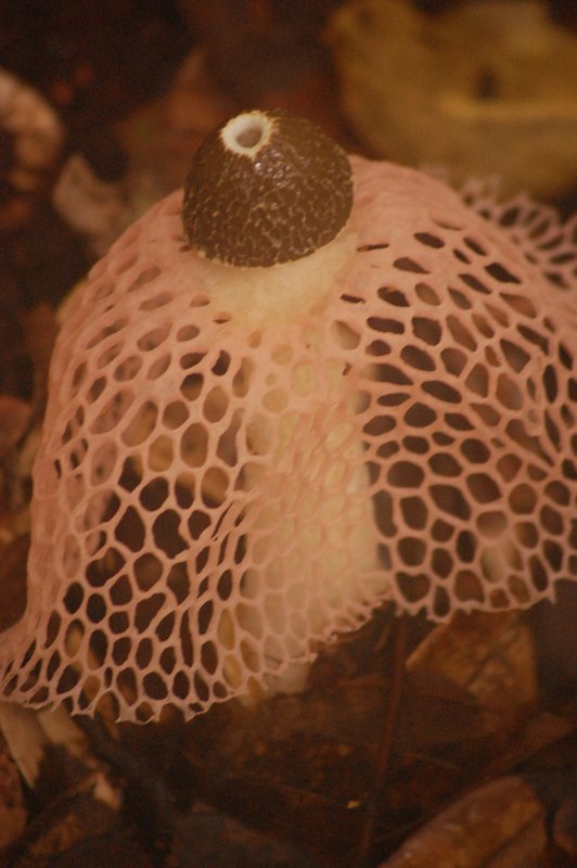 a pretty impressive mushroom