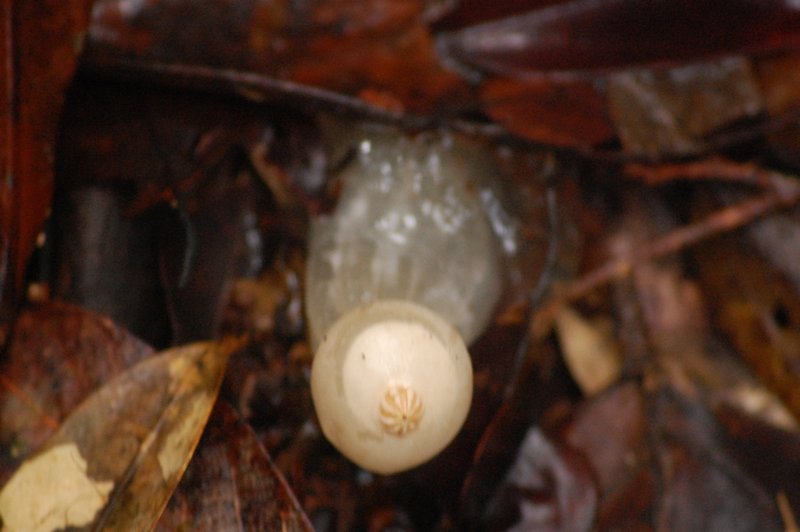not a jelly fish but a mushroom!