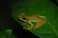 tree frog