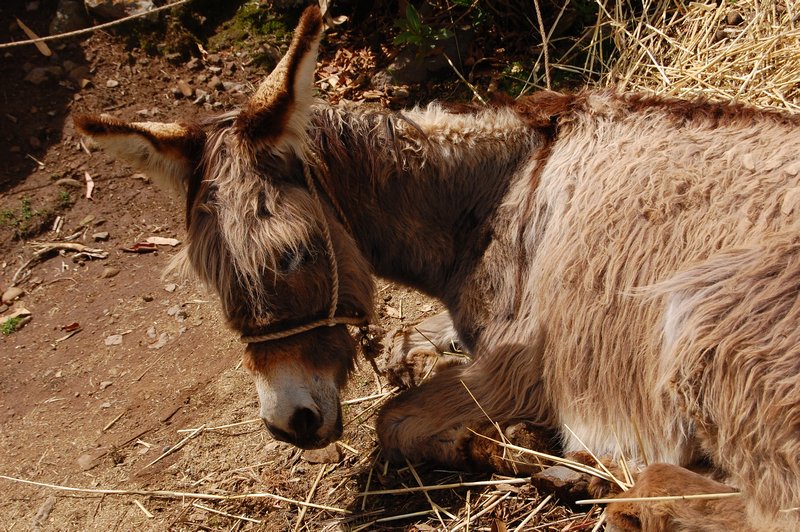 hard life for a donkey