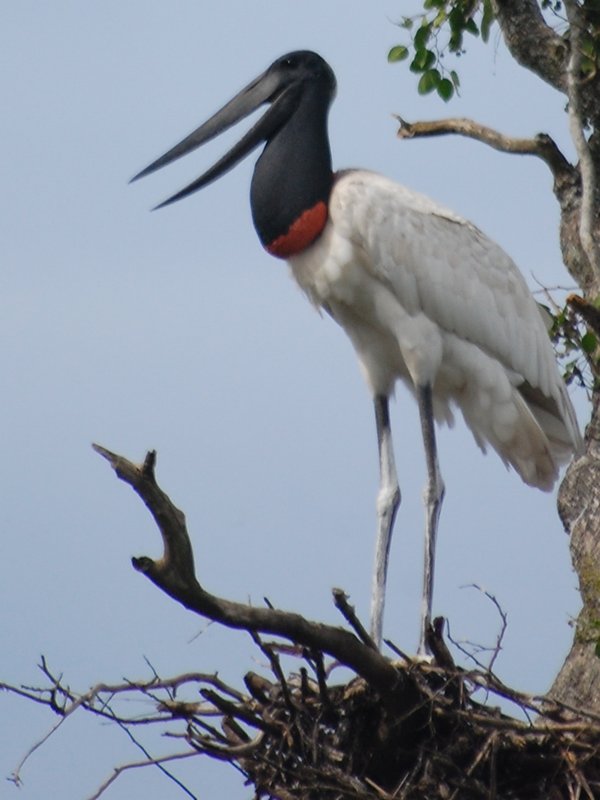 an absolutley huge stork