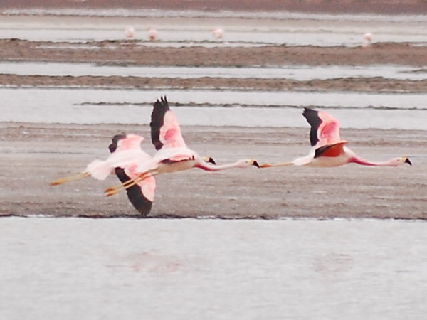 flying flamingoes