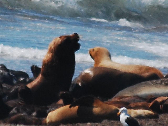 you can see why they are called sea lions