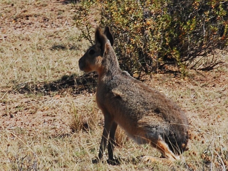 patagonian hare