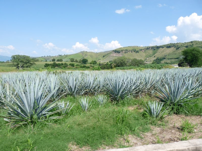 Agave fields Tequila/Campos de Agave, Tequila