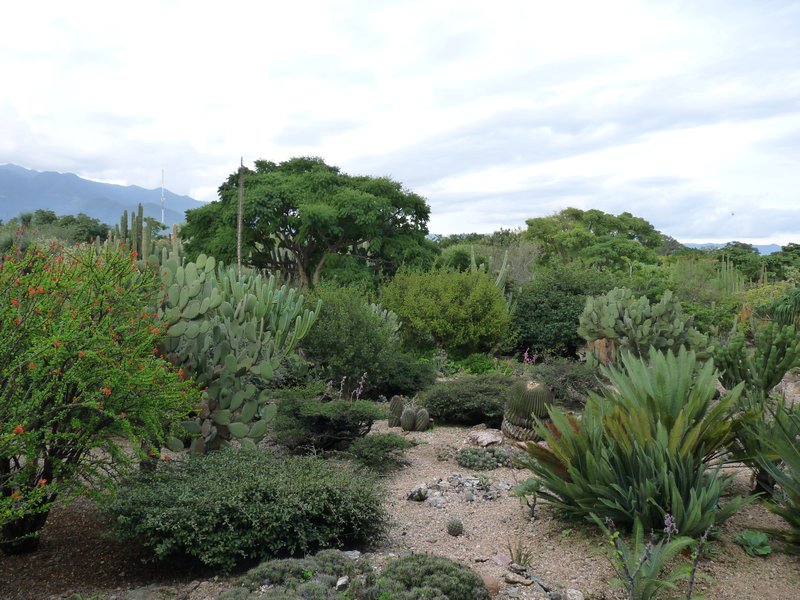 Jardin etnobotanico Oaxaca/Ethnobotanic gardens Oaxaca 
