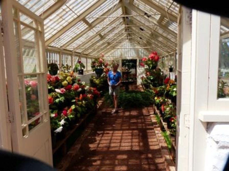 Historic House - Glass house Begonias