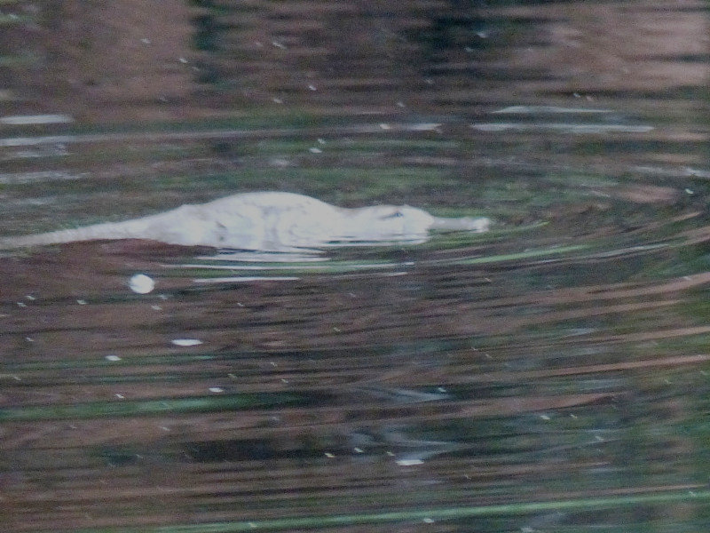 Duckbill Platypus