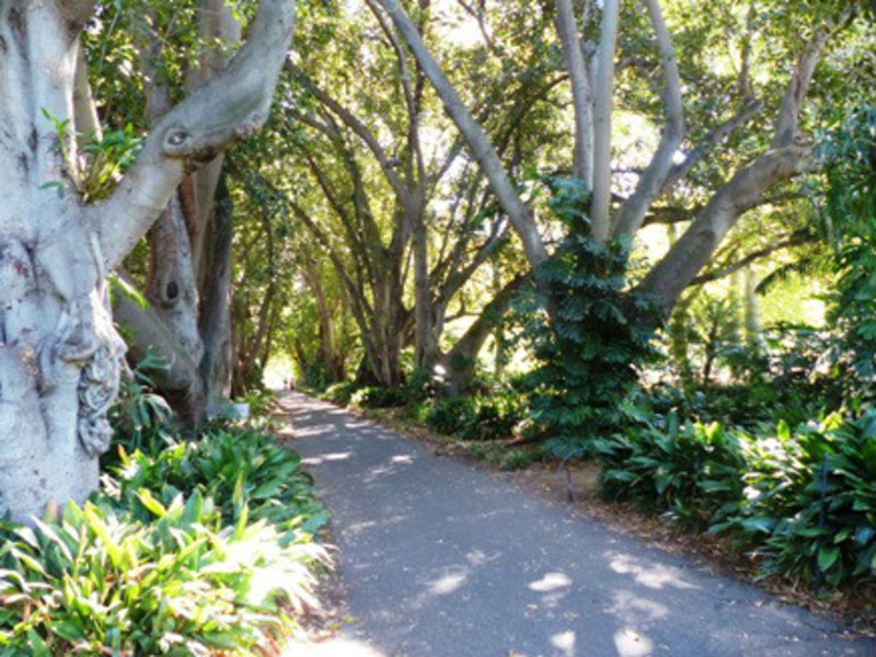 The Fig Tree Walk - Botanic Gardens