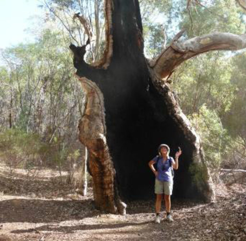 Burnt out gum tree