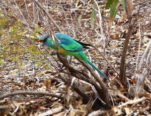 Beautiful Mulga Parrot