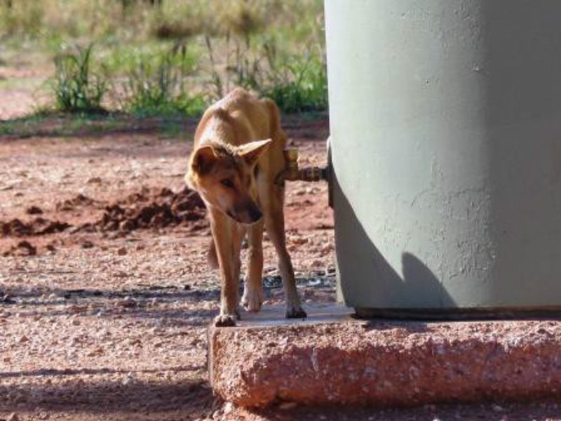Dingo in camp site