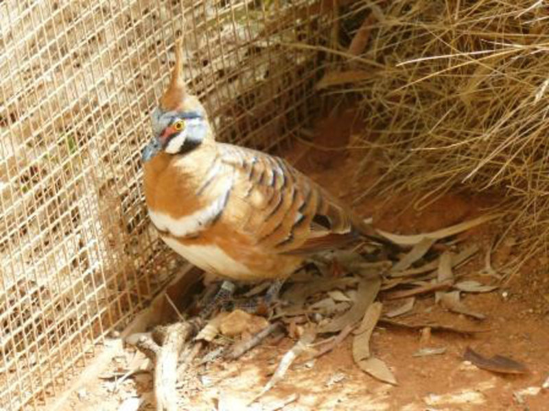 Bird in Alice Springs Desert Park