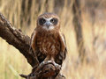 Owl at Alice Desert Park