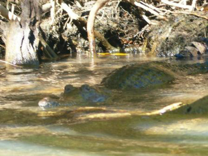 Crocodile in Katherine Gorge