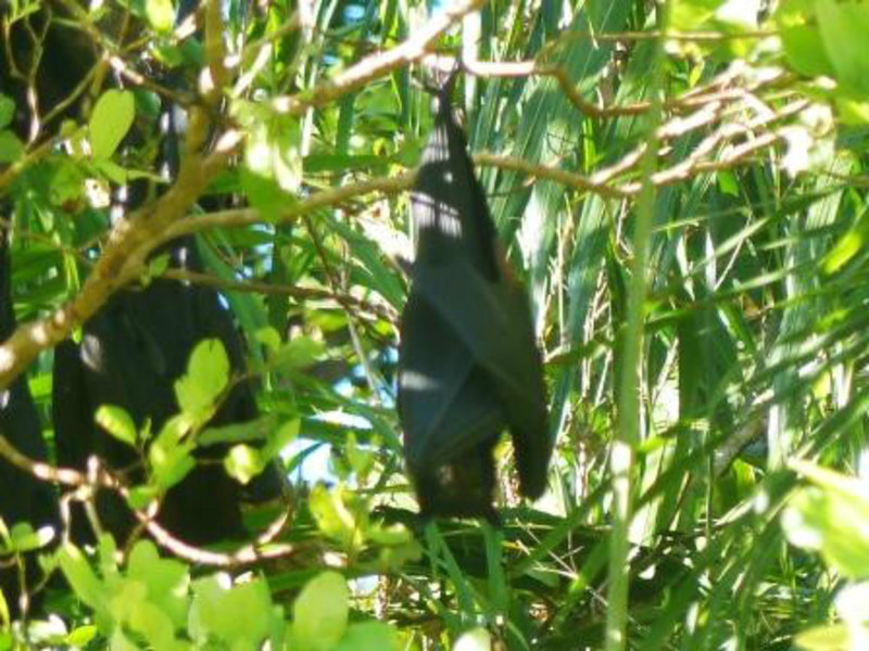 Bats in trees - Litchfield NP