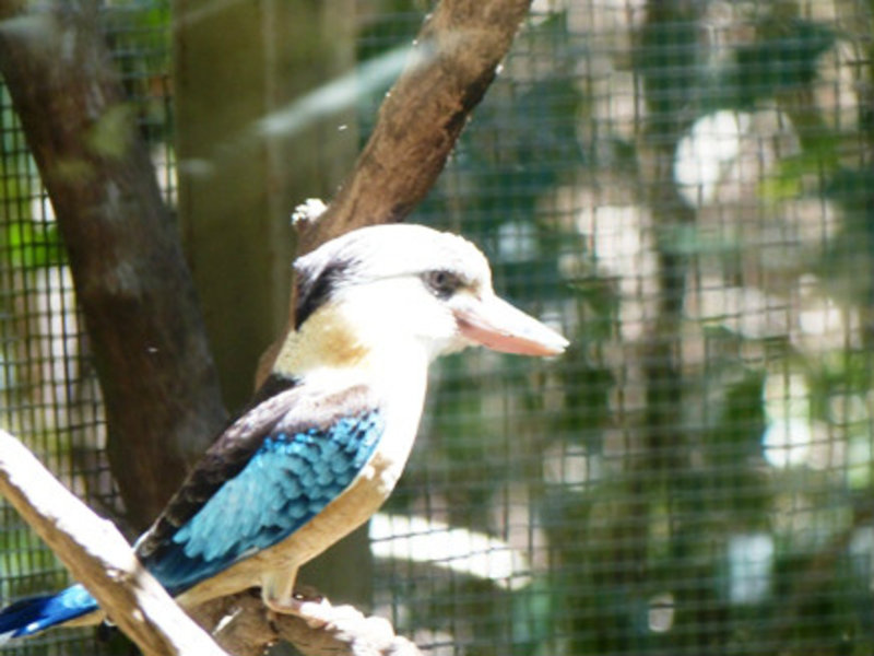 Kookaburra in local NT zoo - so cute