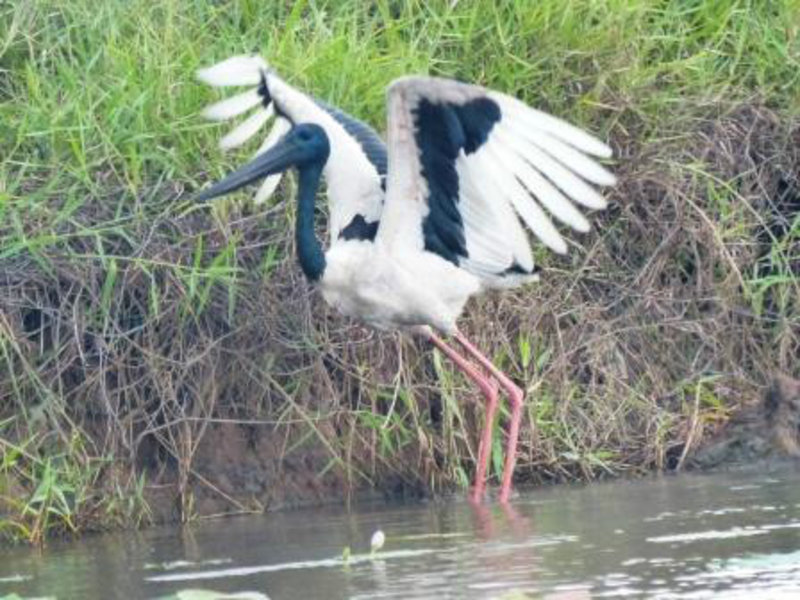 Jabaroo Stork - Corroboree Billabong