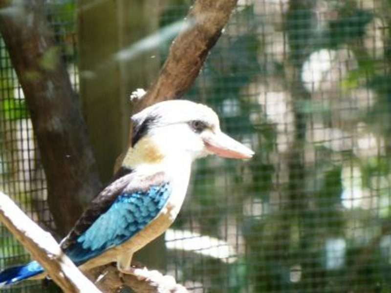 Kookaburra in Native wildlife park