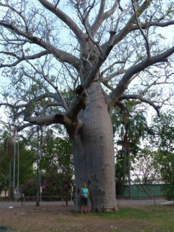 One of many Boab Trees